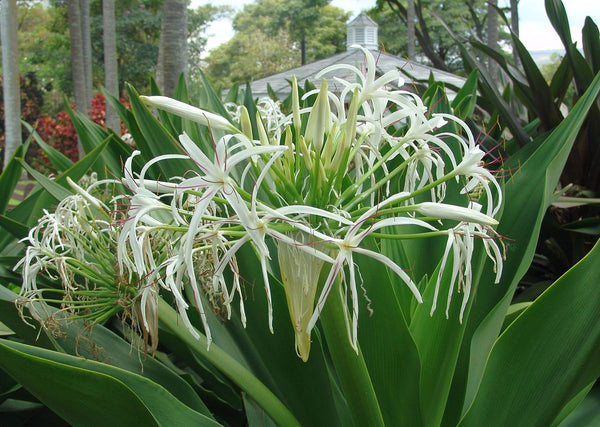 White Spider Crinum Lily Live Rooted Tropical Fragrant Perennial Bulb Plant