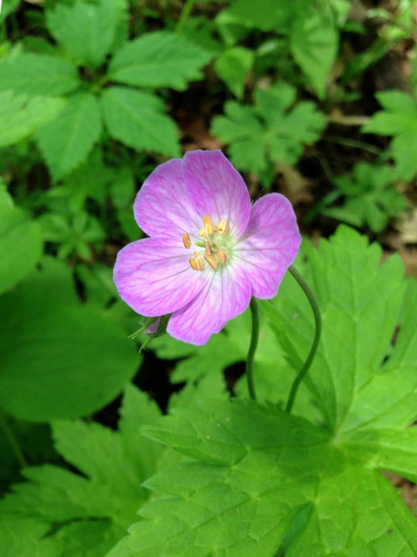 Wild Geranium Bulbs Native Perennial Wildflower Roots for Shade Gardens