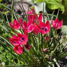 Little Beauty Tulip Bulbs Dwarf Perennial Pink Blue Spring Garden Flowers