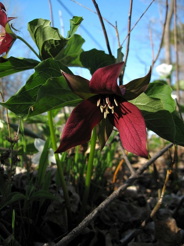 Red Trillium Bulbs Live Bare Root Native Perennial Woodland Wildflower Plants