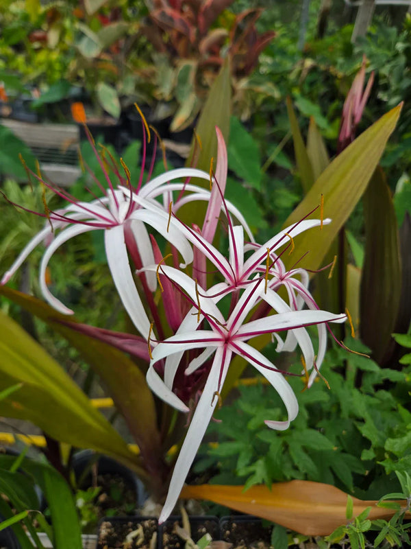 Queen Emma Purple Crinum Lily Bare Root Tropical Perennial Bulb Plants